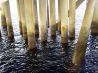 Pier fouling